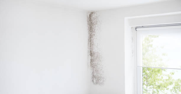 Mold Removal for HVAC Installations in Ruch, OR