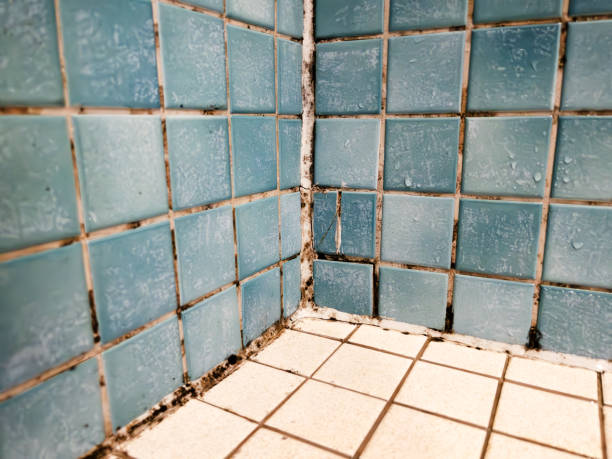 Best Commercial Mold Inspection  in Ruch, OR
