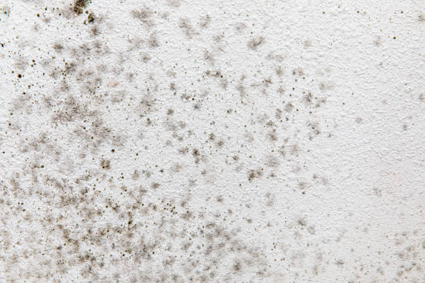 Reliable Ruch, OR Mold Removal Solutions