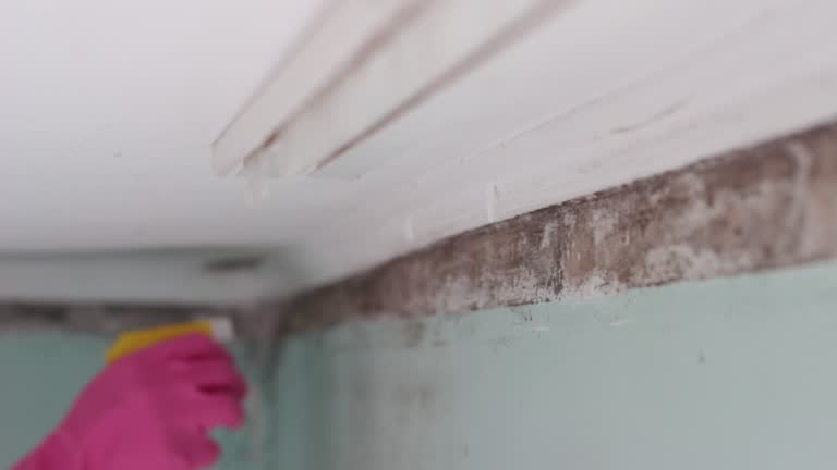 Best Mold Prevention Services  in Ruch, OR